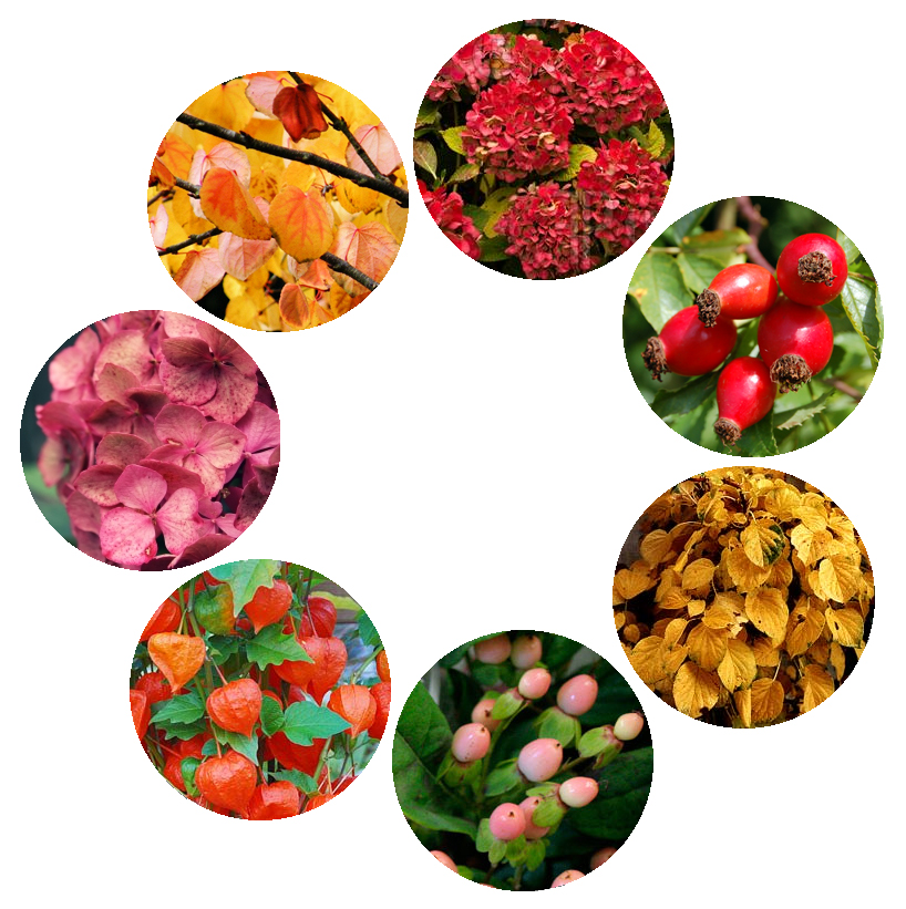 autumnwreath compo