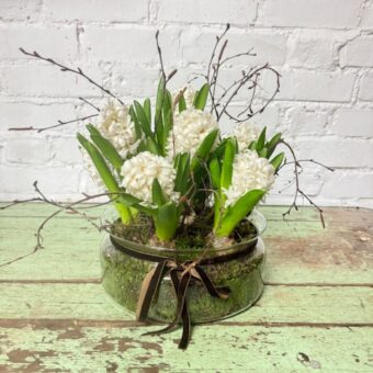 Hyacinth terrarium
