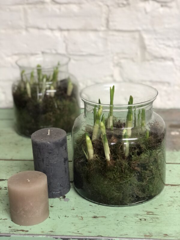 Narcissi terrarium