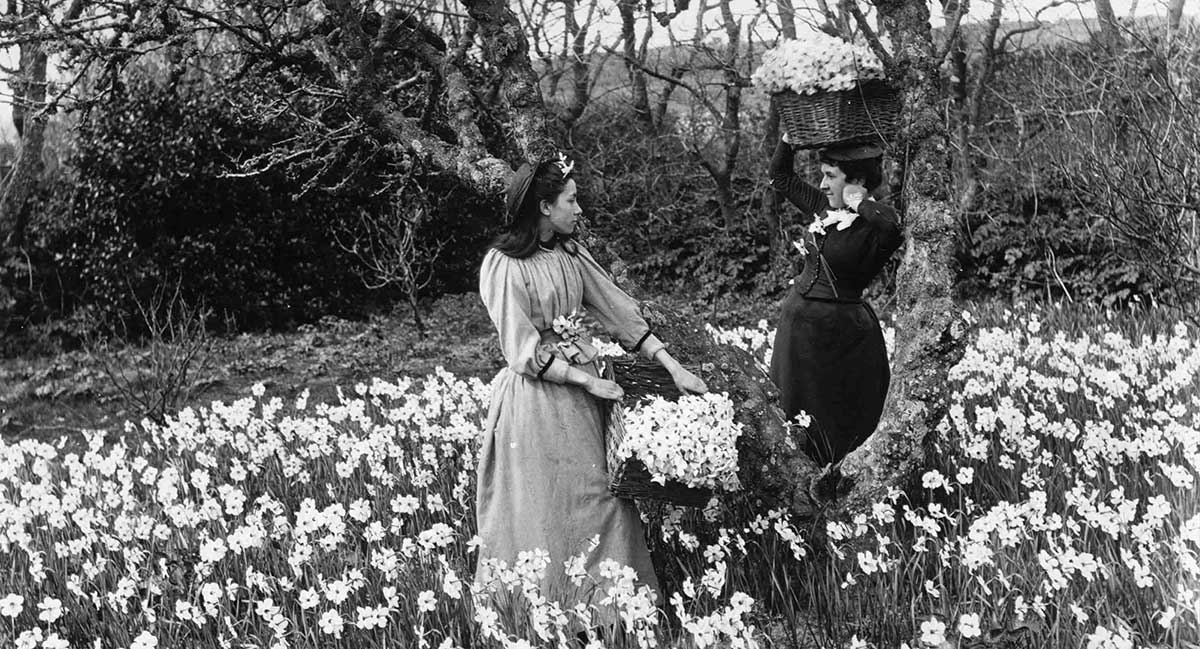 Scented Narcissi, native of the Isles of Scilly, vintage photo of flower farmers
