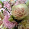 Pinky - Image 3